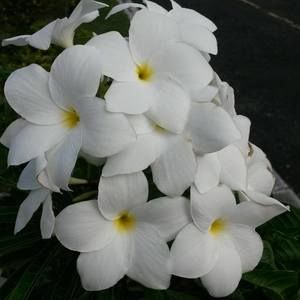 Meet your Posher, Shela